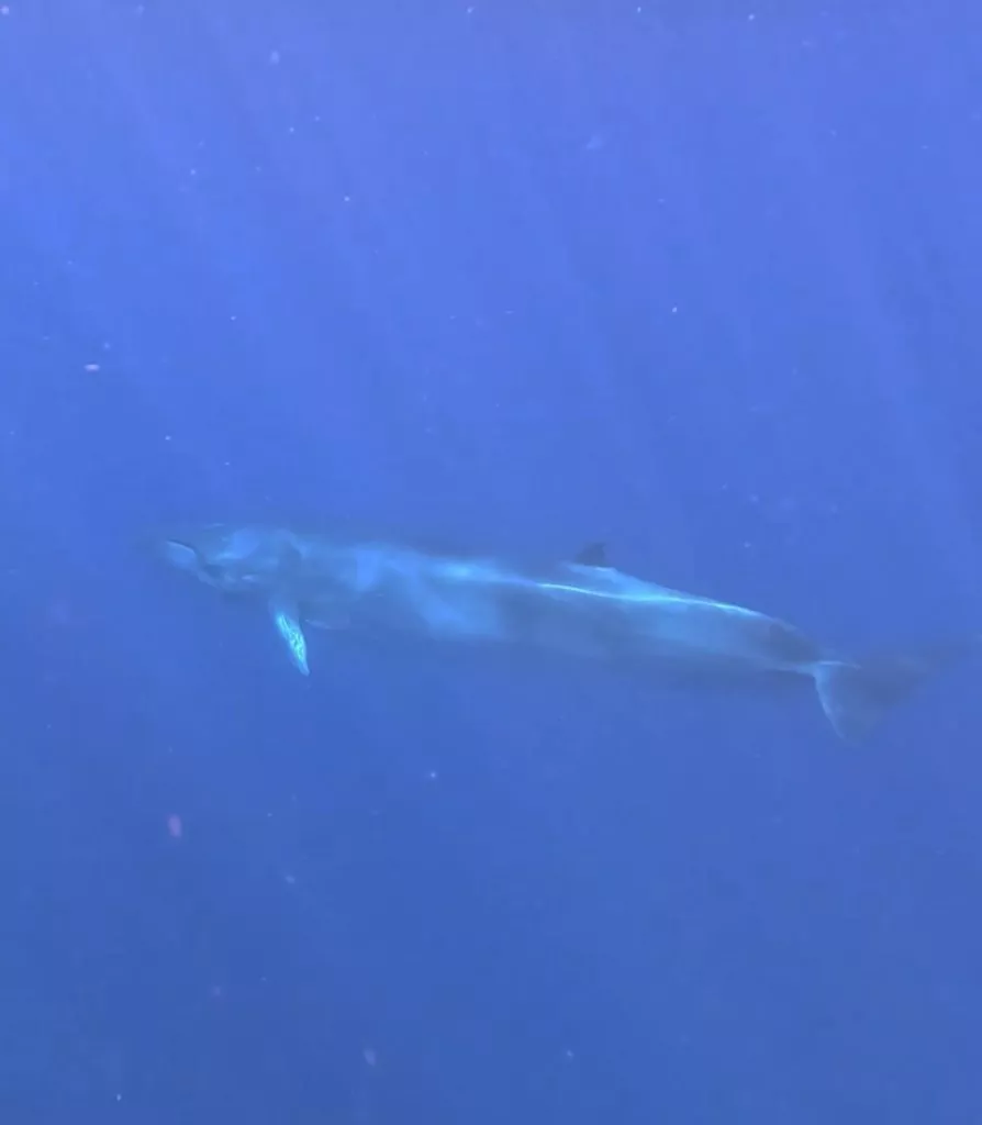 Baby Finwal bei Ocean Safari, Baja Californai Sur