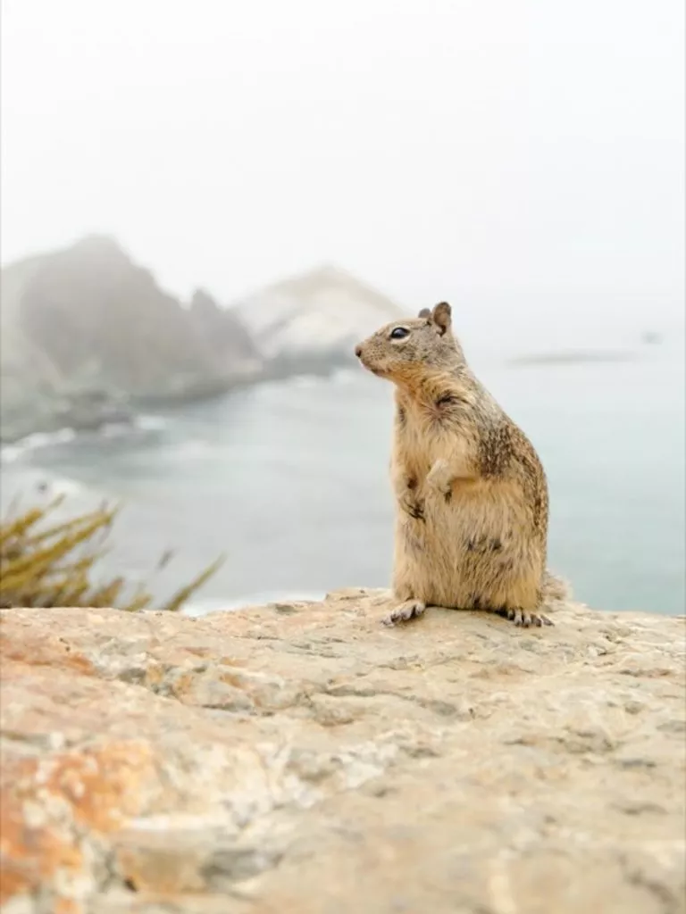 Erdhörnchen am Big Sur Highway One Kalifornien USA