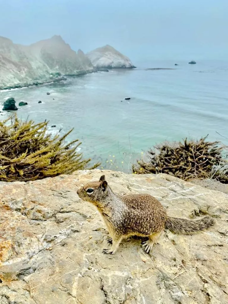 Erdhörnchen an der Rocky Creek Bridge Highway One Kalifornien USA