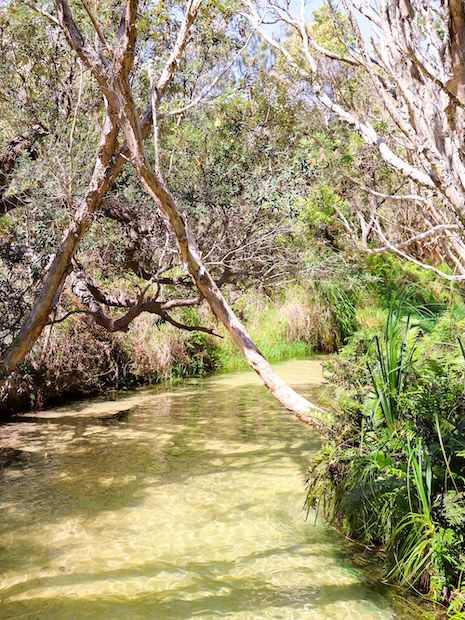 K'gari (Fraser Island), Australien, Bachlauf
