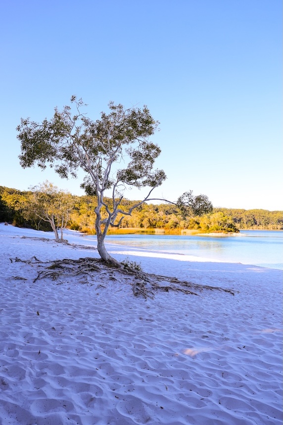 K'gari (Fraser Island), Australien, Baum am Lake McKenzie & Landschaft