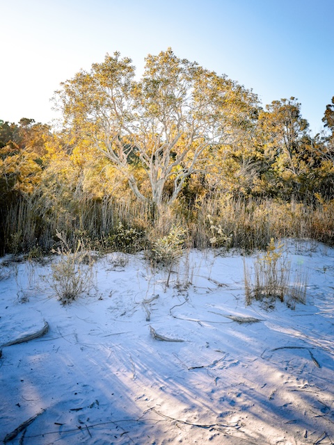 K'gari (Fraser Island), Australien, Baum am Lake McKenzie