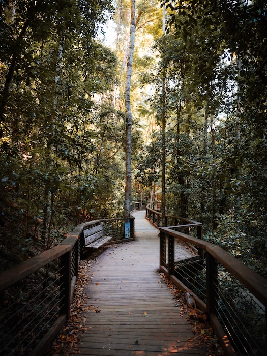 K'gari (Fraser Island), Australien, Boardwalk durch Regenwald