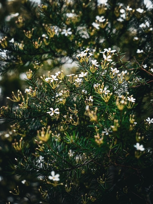 K'gari (Fraser Island), Australien, Detailaufnahme Natur