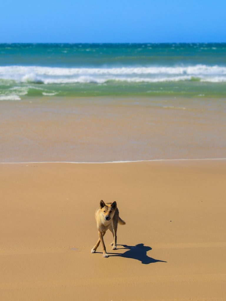 K'gari (Fraser Island), Australien, Dingo am Strand