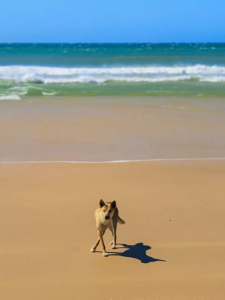 K'gari (Fraser Island), Australien, Dingo am Strand