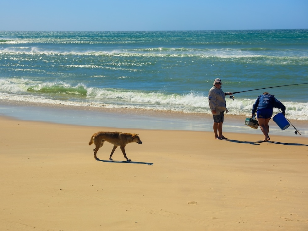 K'gari (Fraser Island), Australien, Dingo am Strand mit Anglern