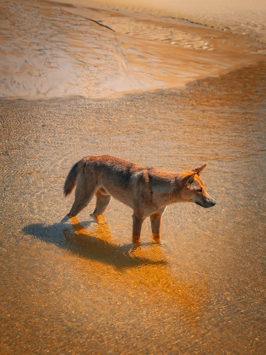K'gari (Fraser Island), Australien, Dingo