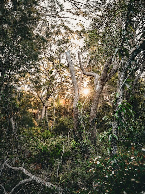 K'gari (Fraser Island), Australien, Natur bei Sonnenuntergang