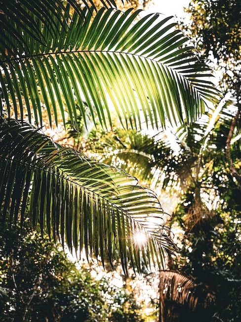 K'gari (Fraser Island), Australien, Palmen