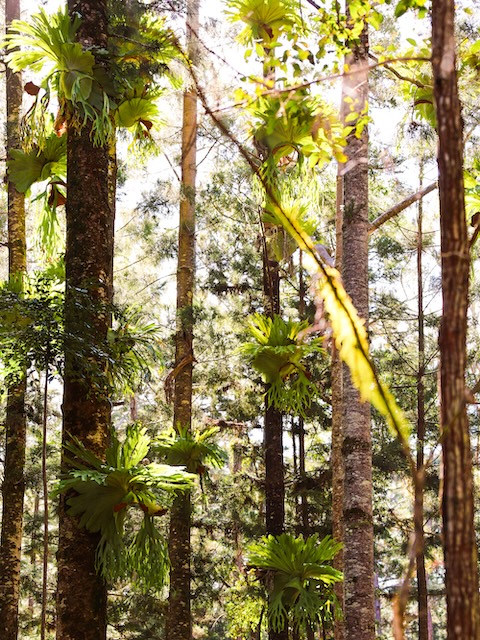 K'gari (Fraser Island), Australien, Regenwald