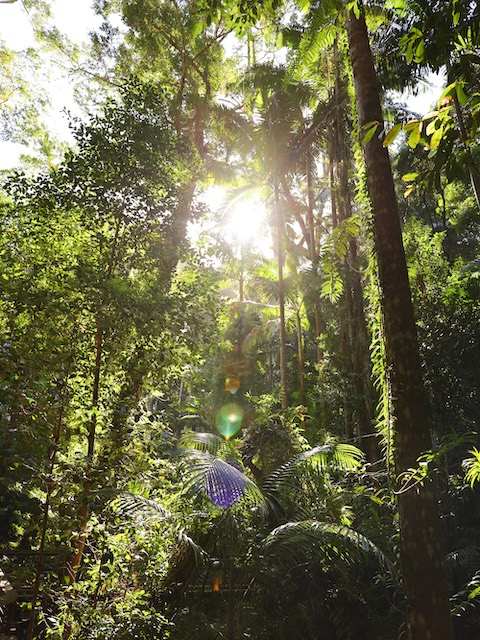 K'gari (Fraser Island), Australien, Vegetation