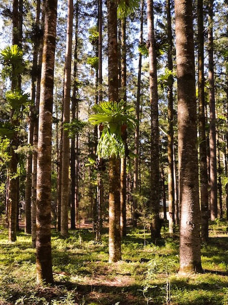 K'gari (Fraser Island), Australien, Wald