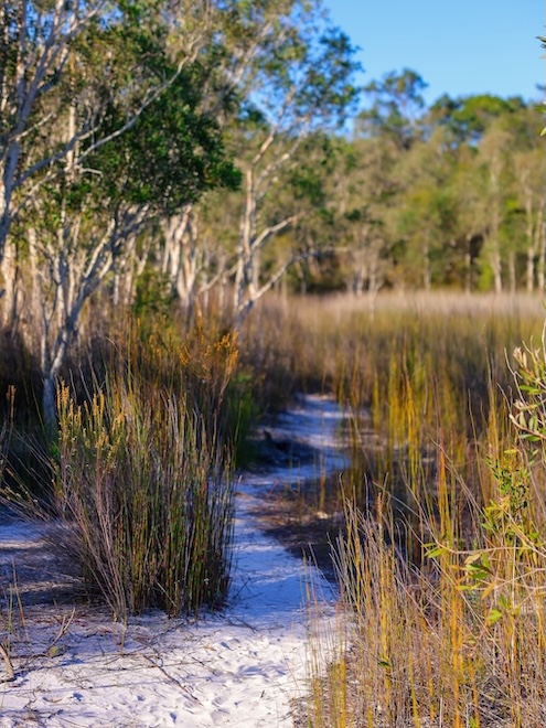 K'gari (Fraser Island), Australien, Weg durch Schilfgras