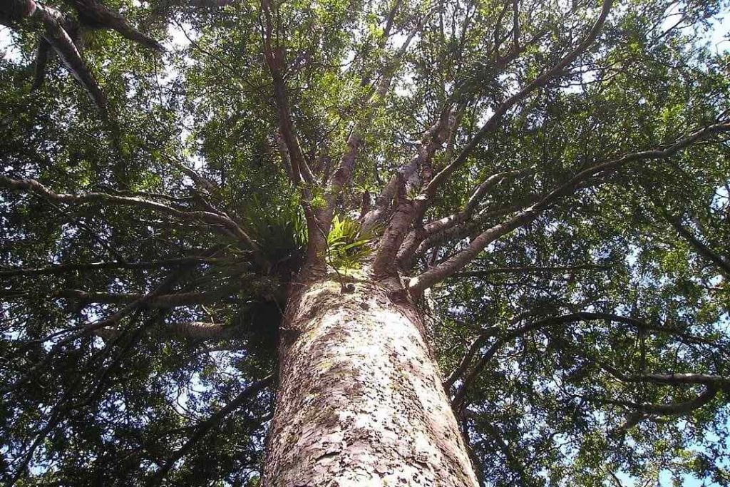kauri baum Kauri Baum
