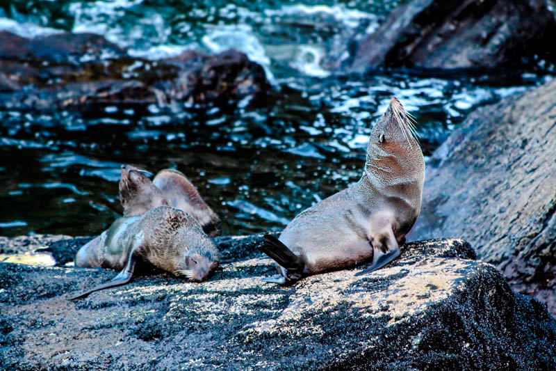 milford sound fjordland neuseeland cruise robben beim milford sound Milford Sound, Fjordland, Neuseeland, Cruise, Robben beim Milford Sound