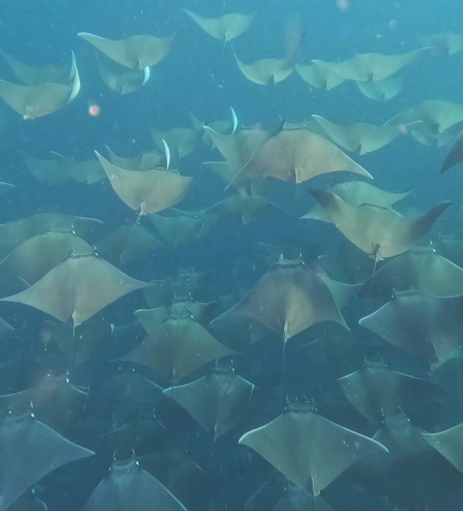 Mobula Rochen bei Magdalena Bay, Baja California Sur