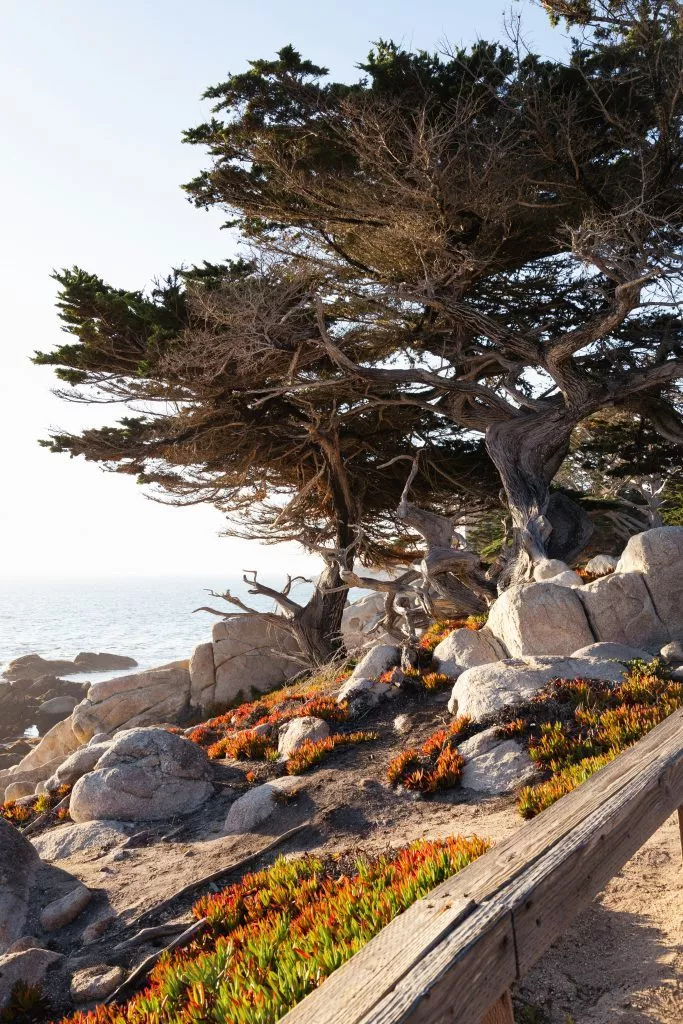 Pebble Beach am 17 Mile Drive Kalifornien USA