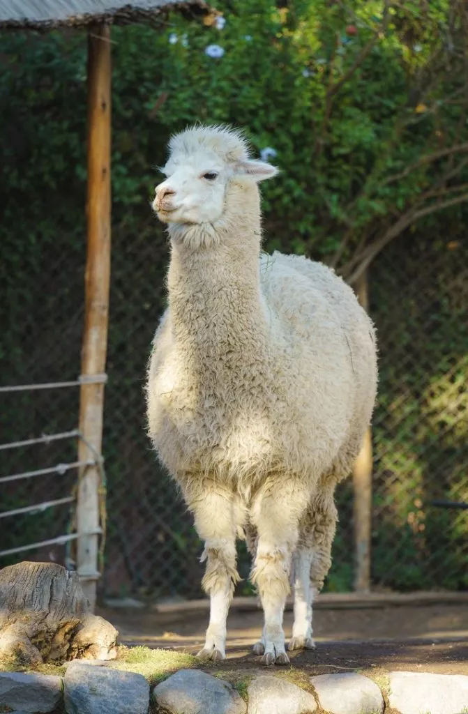 Peru_Arequipa_Alpaca im Mundo Alpaca