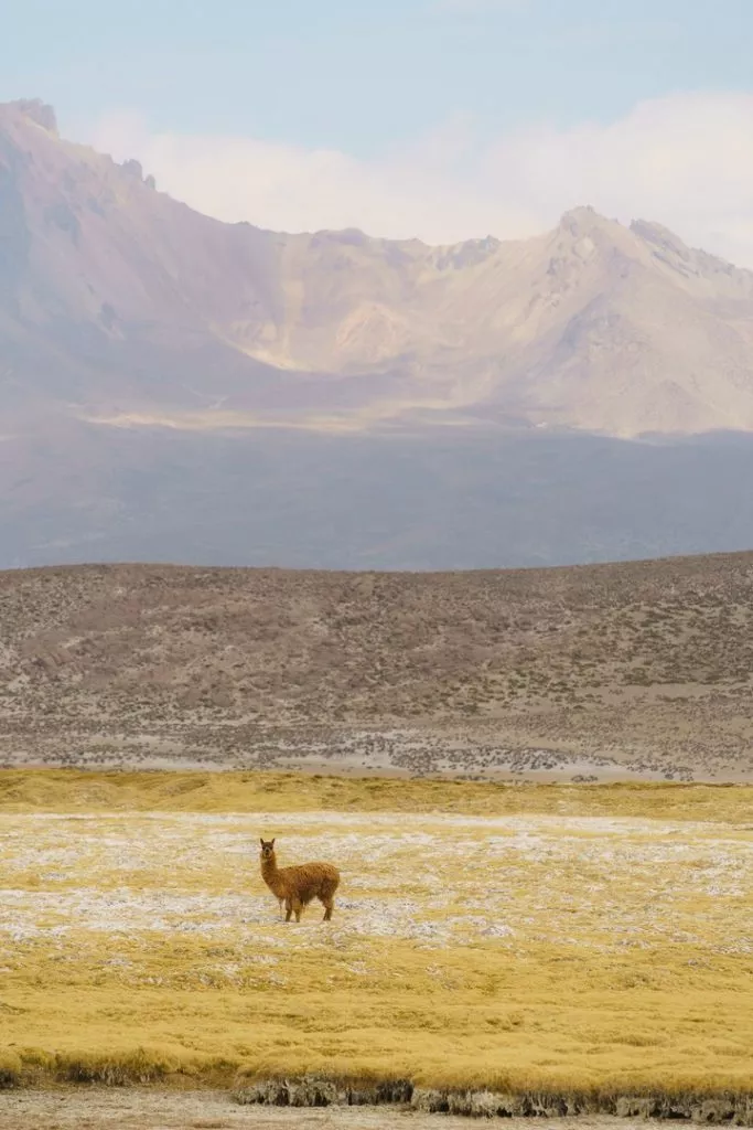 Peru_Arequipa_Alpaka