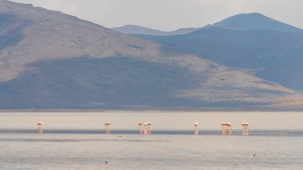 Peru_Arequipa_Flamingos