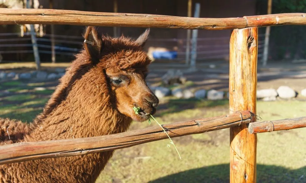Peru_Arequipa_Füttern der Tiere