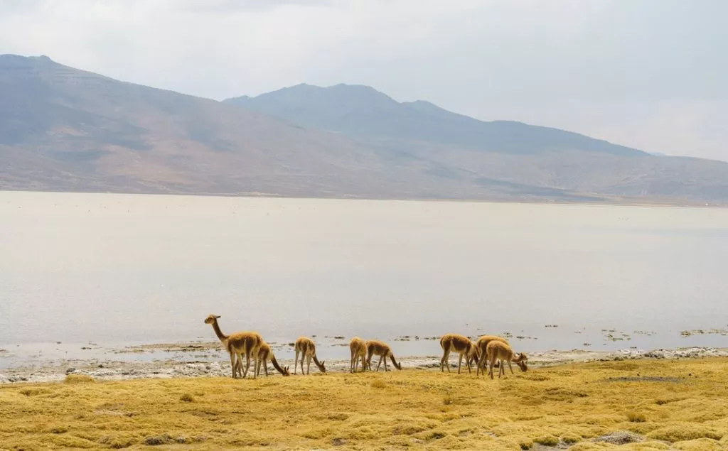 Peru_Arequipa_Vikunja