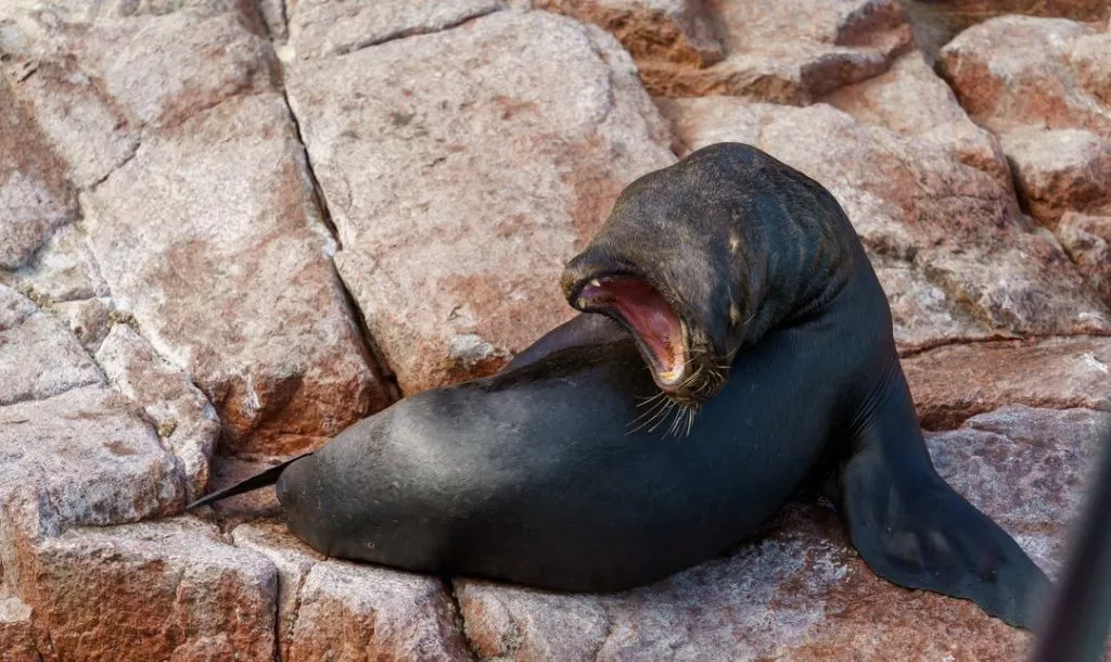 Peru_Paracas_Gröhlender Seelöwe