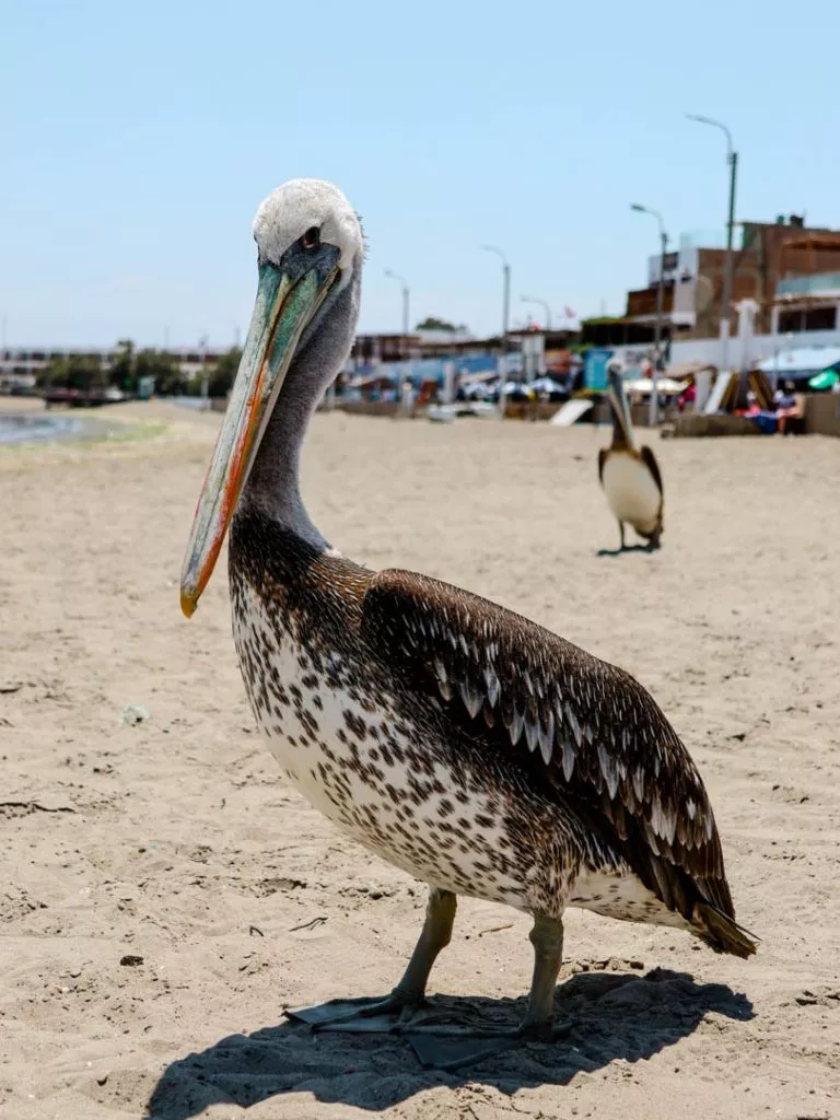 Peru_Paracas_Pelikan an der Hafenpromenade