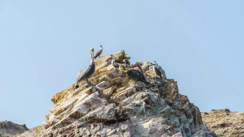 Peru_Paracas_Pelikane auf einem Felsen