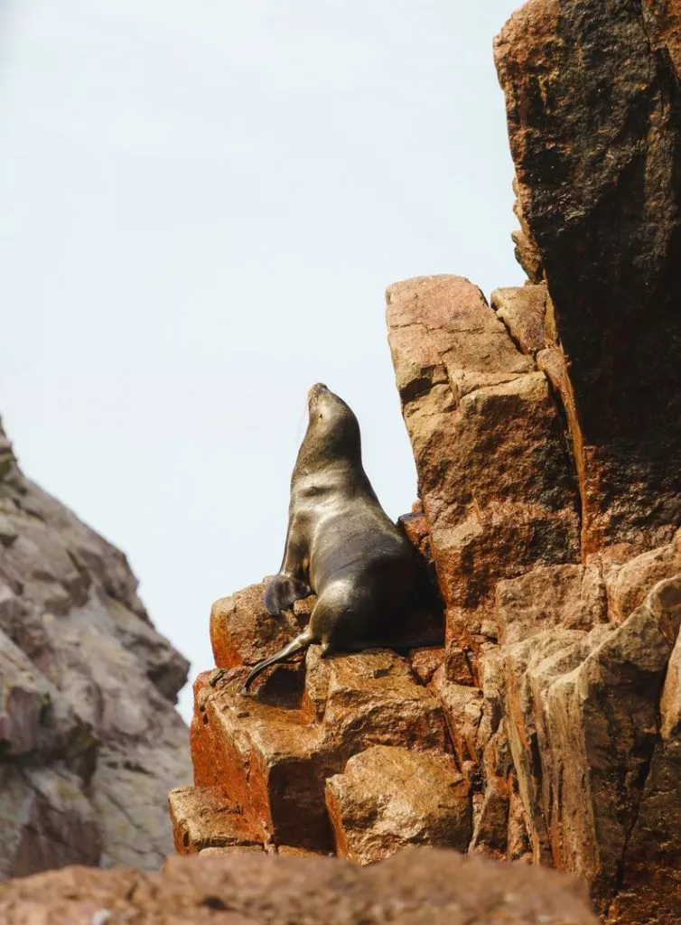 Peru_Paracas_Seelöwe auf der Tour