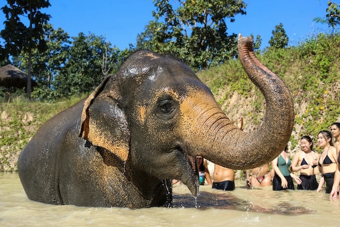 phuket thailand elephant wildlife sanctuary elefanten im wasser Phuket, Thailand, Elephant Wildlife Sanctuary, Elefanten im Wasser