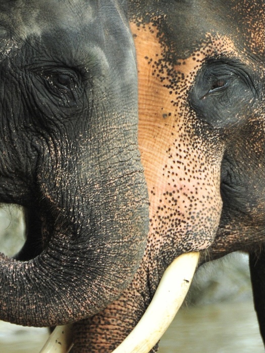 phuket thailand elephant wildlife sanctuary elefanten nahaufnahme Phuket, Thailand, Elephant Wildlife Sanctuary, Elefanten Nahaufnahme