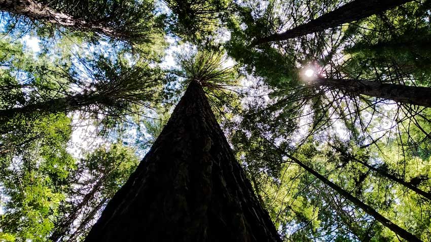 rotorua neuseeland sehenswuerdigkeiten baumkronen im whakarewarewa forest Rotorua Neuseeland, Sehenswürdigkeiten, Baumkronen im Whakarewarewa Forest