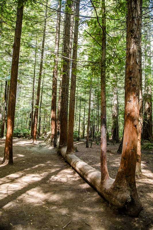 rotorua neuseeland sehenswuerdigkeiten wanderweg im redwood forrest Rotorua Neuseeland, Sehenswürdigkeiten, Wanderweg im Redwood Forrest