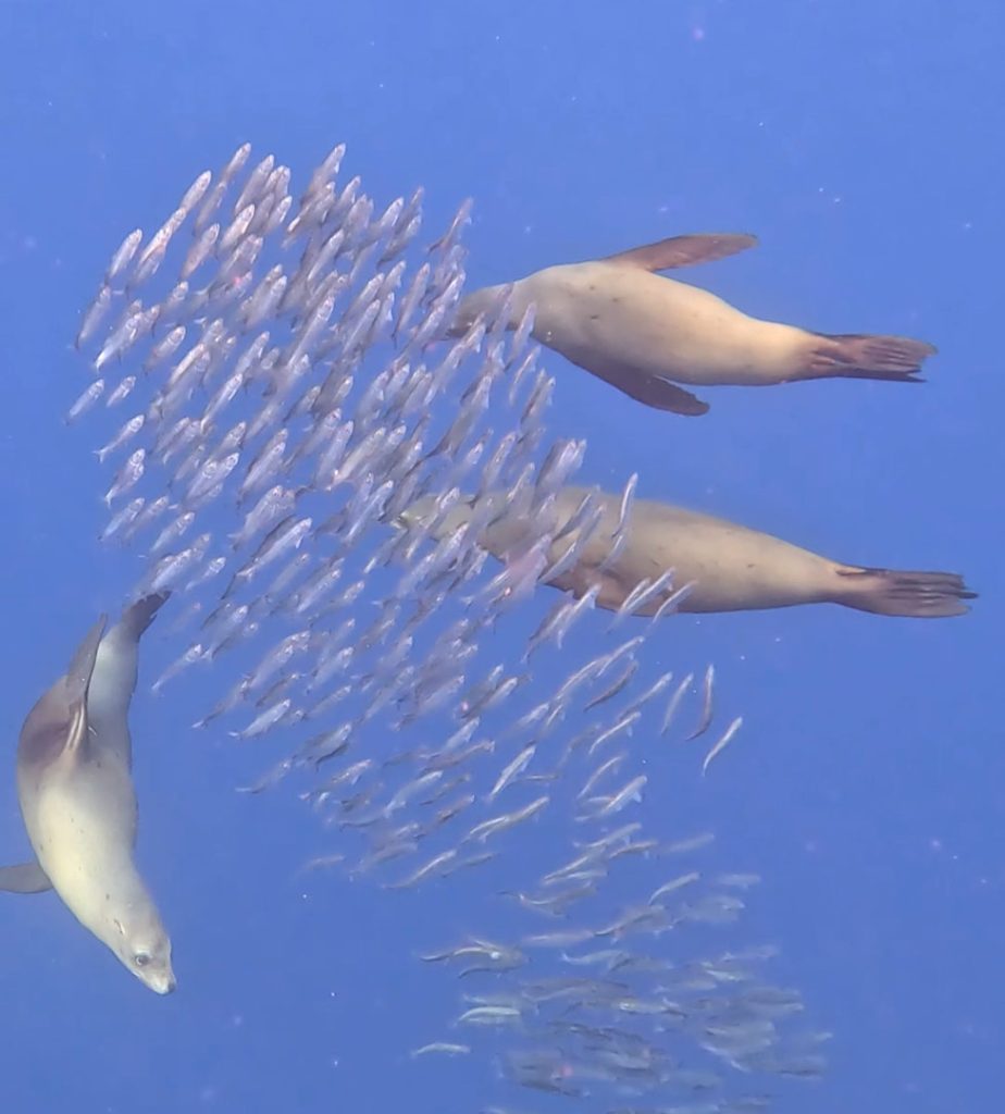 Sardine Run Magdalena Bay