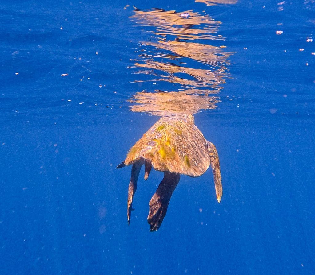 Schildkröte bei Ocean Safari, Baja California Sur