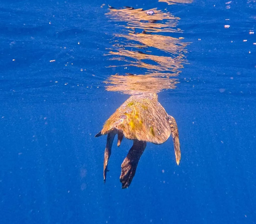 Schildkröte bei Ocean Safari, Baja California Sur