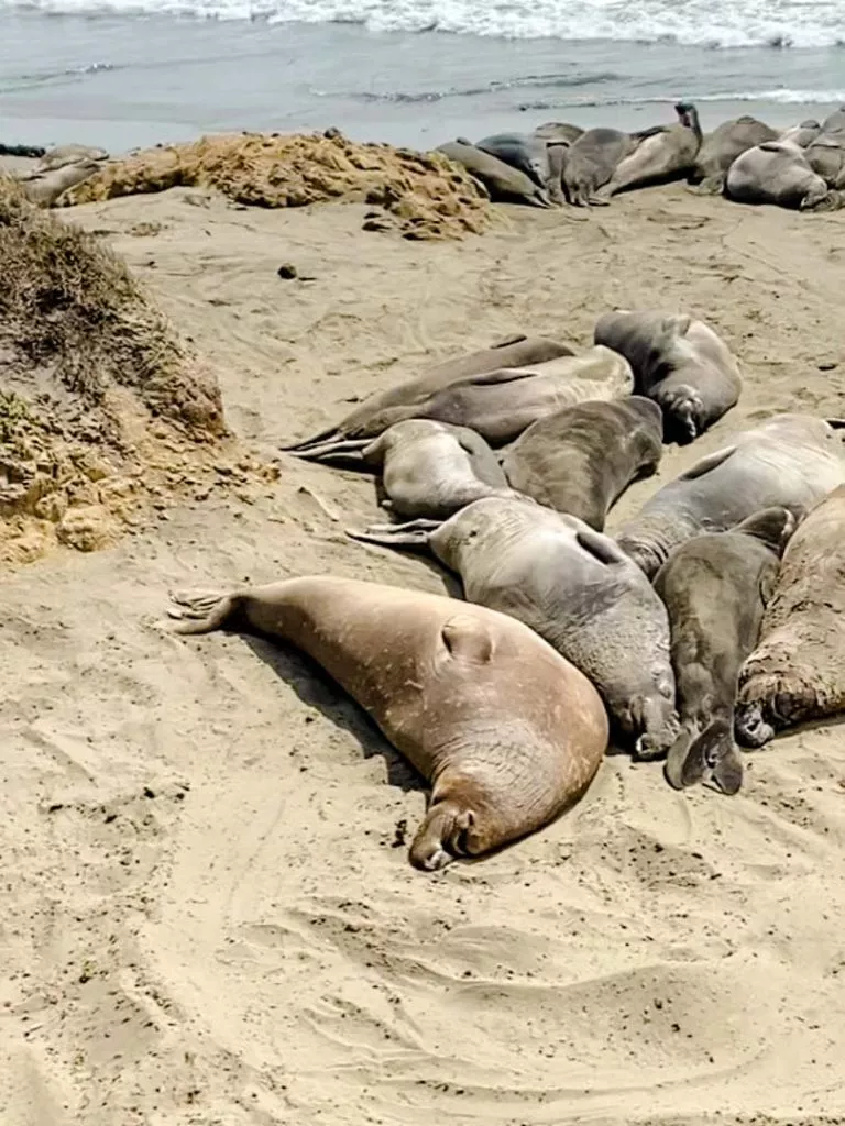 Seeelefanten am Elephant Seal Vista Point bei San Simeon am Highway One Kalifornien USA