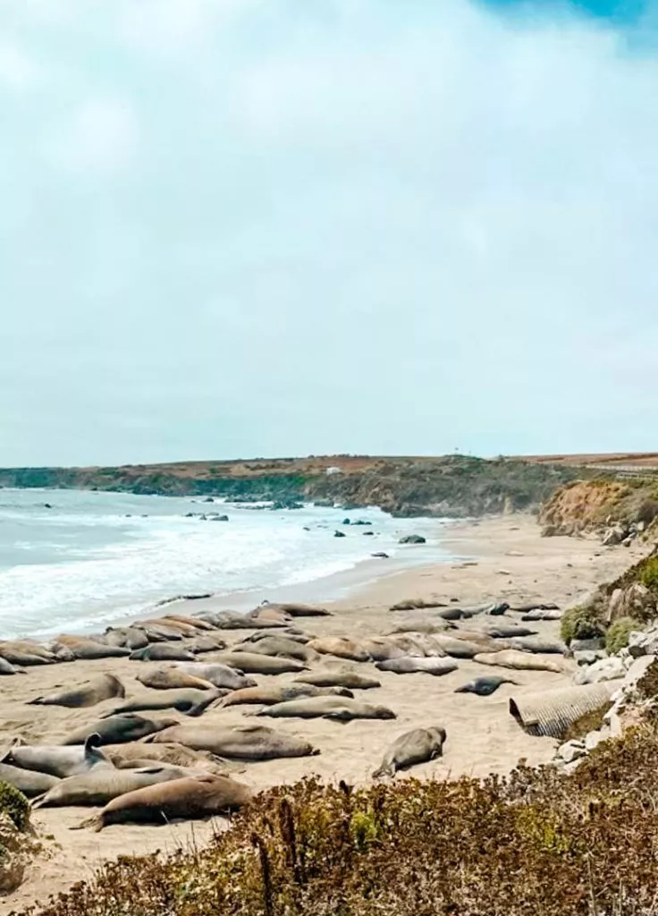 Seeelefanten am Elephant Seal Vista Point bei San Simeon am Highway One Kalifornien USA