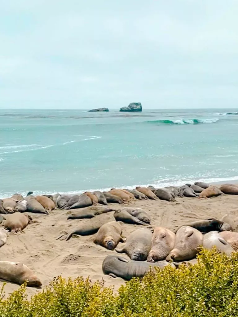 Seeelefanten am Elephant Seal Vista Point bei San Simeon am Highway One Kalifornien USA