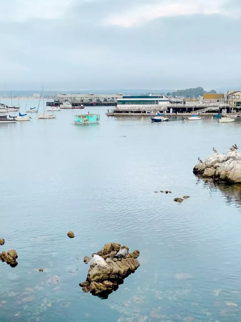 Seehunde im Hafen von Monterey in Kalifornien USA