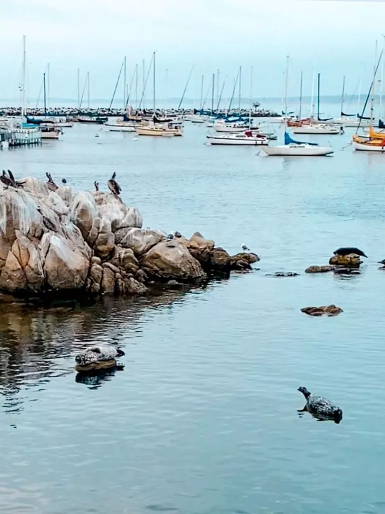 Seehunde im Hafen von Monterey in Kalifornien USA