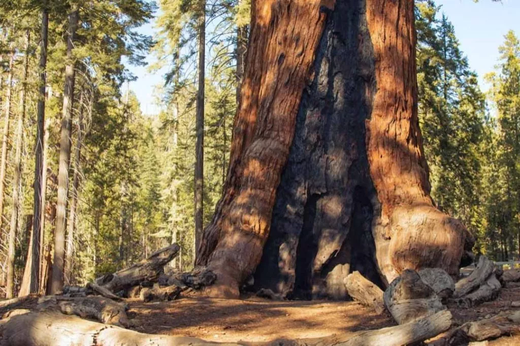 sequoia tree beim tuolumne grove trail im yosemite nationalpark Sequoia Tree beim Tuolumne Grove Trail im Yosemite Nationalpark