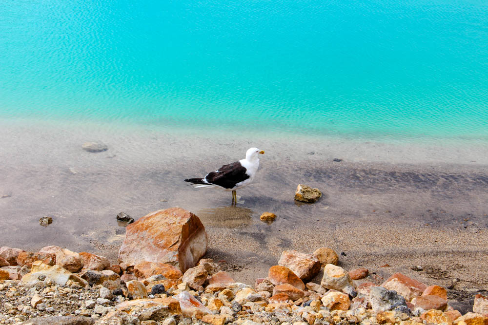 taupo neuseeland sehenswuerdigkeiten lake taupo Taupo Neuseeland, Sehenswürdigkeiten, Lake Taupo