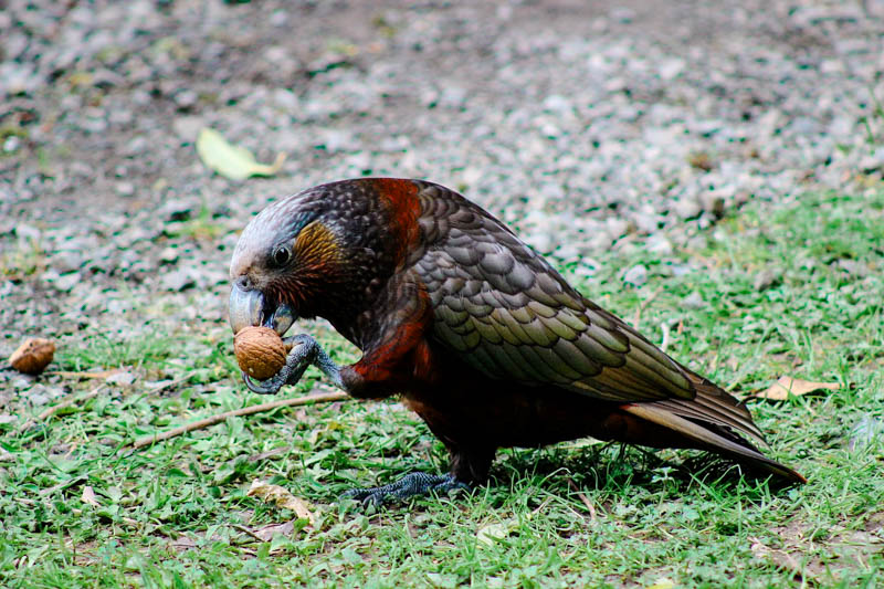 te aau fjordland neuseeland te anau bird sanctuary kaka waldpapagei Te Aau, Fjordland, Neuseeland, Te Anau Bird Sanctuary - Kaka (Waldpapagei)