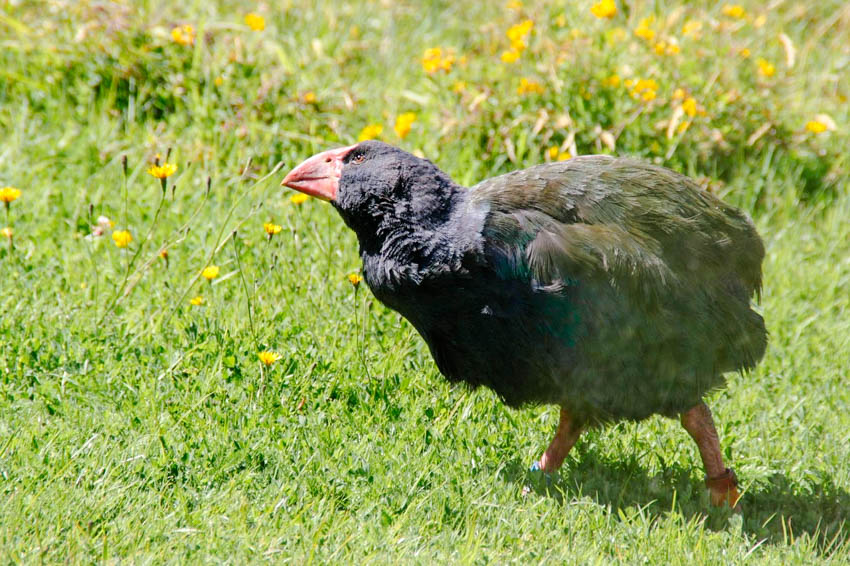 te aau fjordland neuseeland te anau bird sanctuary takahe Te Aau, Fjordland, Neuseeland, Te Anau Bird Sanctuary - Takahe