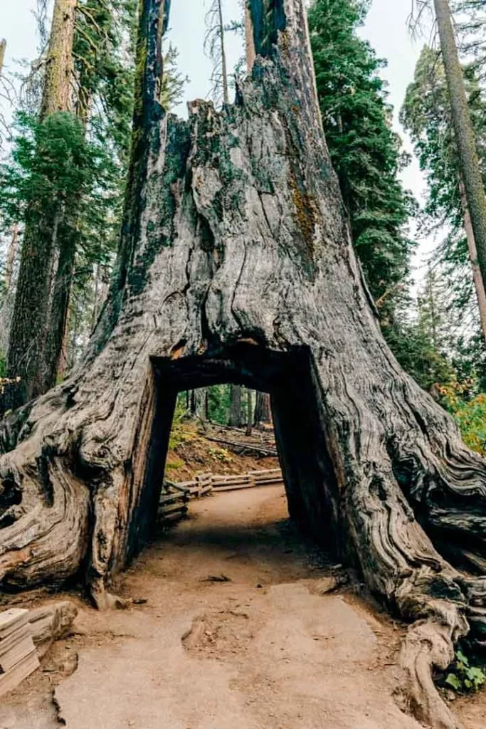 tunnel tree beim tuolumne grove trail im yosemite nationalpark Tunnel Tree beim Tuolumne Grove Trail im Yosemite Nationalpark