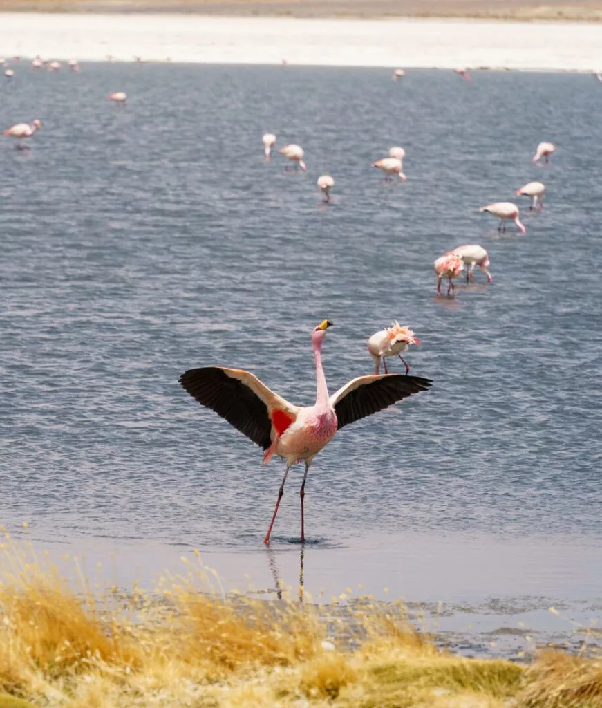 Bolivien Uyuni Flamingo Bolivien_Uyuni_Flamingo