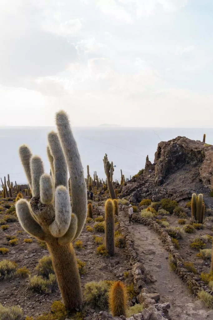 Bolivien Uyuni Kakteeninsel Isla Incahuasi Bolivien_Uyuni_Kakteeninsel Isla Incahuasi